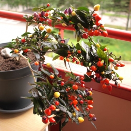 «Bolivian Rainbow» - Organic Hot Pepper Seeds