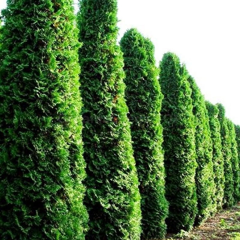 Fastigiata Organic Thuja Occidentalis Seeds (Northern White Cedar) -   Shipping is free for orders over 100
