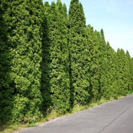Buy Northern White Cedar (Thuja Occidentalis) 100 Seeds Online :: Seeds :: Store