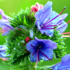 Organic Viper's Bugloss Seeds (Echium Vulgare)