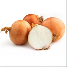 «Topolsky» - Organic Onion Seeds