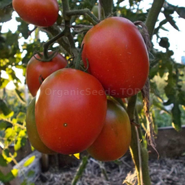 «Santa Cruz Cada Gigante» - Organic Tomato Seeds