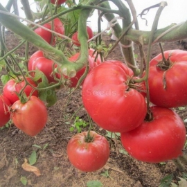 «Watermelon» - Organic Tomato Seeds