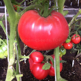 «Oriental crumpet» - Organic Tomato Seeds