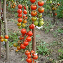 «Healthy Life» - Organic Tomato Seeds