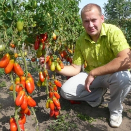 «Luna Bravo» - Organic Tomato Seeds