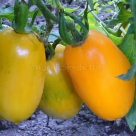 «Olesya» - Organic Tomato Seeds
