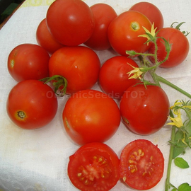 «Snow Maiden» - Organic Tomato Seeds