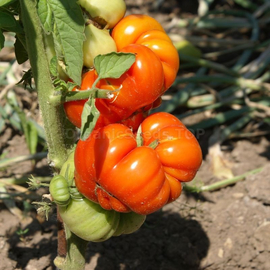 «Tomato paradise» - Organic Tomato Seeds