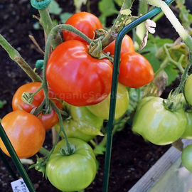 «Atol» - Organic Tomato Seeds