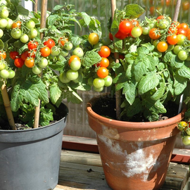 «Wilma» - Organic Tomato Seeds