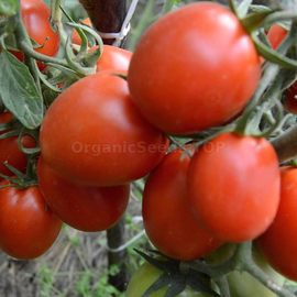 «Granite» - Organic Tomato Seeds