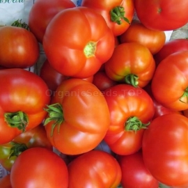 «Raphael's Madonna» - Organic Tomato Seeds
