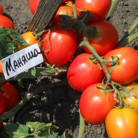 «Manyasha» - Organic Tomato Seeds
