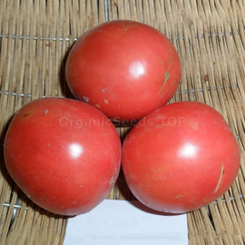 «Prometheus» - Organic Tomato Seeds