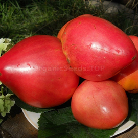 «Fat» - Organic Tomato Seeds
