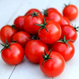 «Gardener’s Delight» - Organic Tomato Seeds