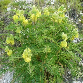 Organic Yellow Milkvetch Seeds (Astragalus Dasyanthus Pall)