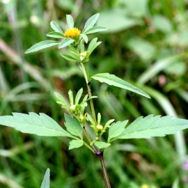 Organic Burr Marigold Seeds (Bidens Tripartita)