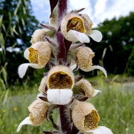 Organic Woolly Foxglove Seeds (Digitalis Lanata)