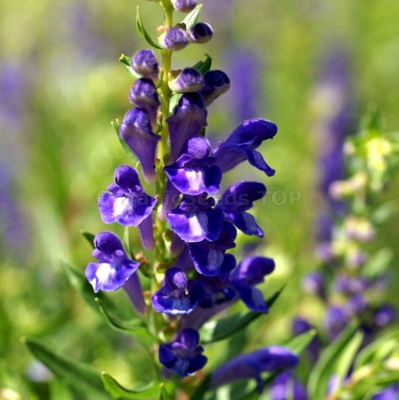 Organic Chinese Skullcap Seeds (Scutellaria Baicalensis) - Shipping is ...