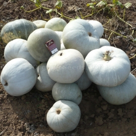 «The Gray Volga» - Organic Pumpkin Seeds