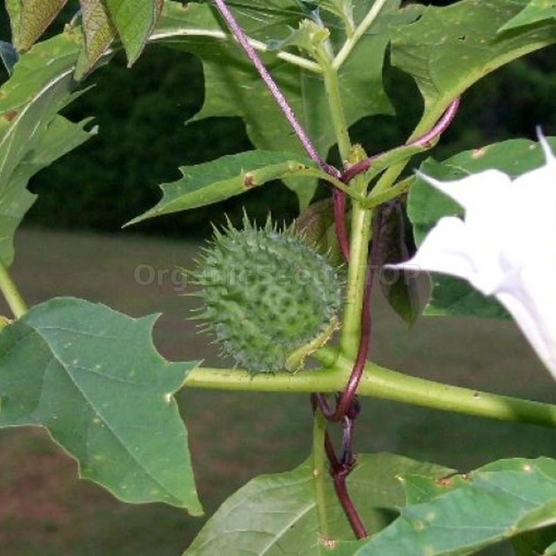 Organic Blue Datura Seeds (Datura stramonium) - Shipping is free for ...
