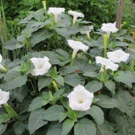 «Troubadour» - Organic Indian Datura Seeds (Datura innoxia)