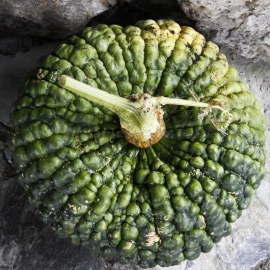 «Marina di Chioggia» - Organic Pumpkin Seeds