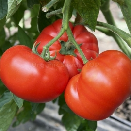 «Homestead» - Organic Tomato Seeds