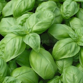 «Genovese» - Organic Basil Seeds