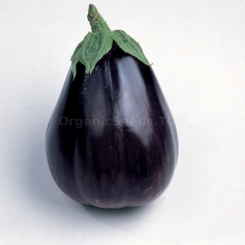 «Bellezza Nera» - Organic Eggplant Seeds