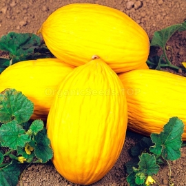 «Rugoso di Cosenza» - Organic Melon Seeds