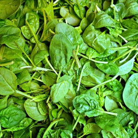 «Boss» - Organic Spinach Seeds