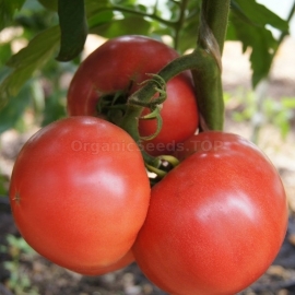 «Perfect Lady» - Organic Tomato Seeds