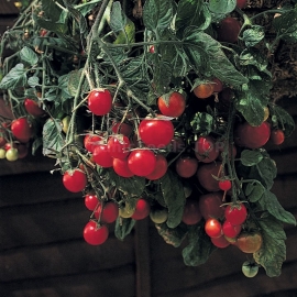 «Garden pearl» - Organic Tomato Seeds