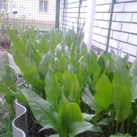 «Uteusz» - Organic Spinach Seeds