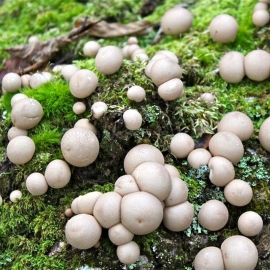Puffball / Lycoperdon - Organic Mushroom's Dry Mycelium