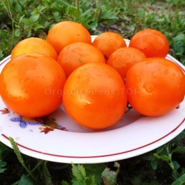 «Haley's Winbox» - Organic Tomato Seeds