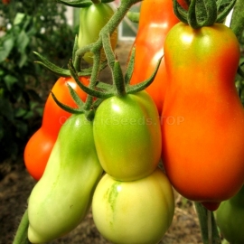 «Scatalone 2» - Organic Tomato Seeds