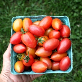 «Maglia Rosa» - Organic Tomato Seeds
