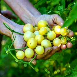 «Napa Chardonnay» - Organic Tomato Seeds