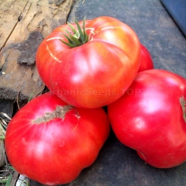 «Millionaire» - Organic Tomato Seeds