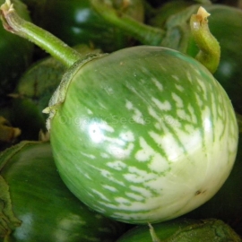 «Lao Green» - Organic Eggplant Seeds