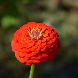 «Elegans Orange» - Organic Zinnia Seeds