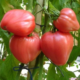 «Bull's Heart Pink» - Organic Tomato Seeds