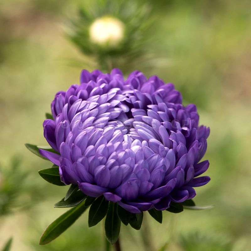Каллистефус цветок фото