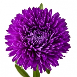 «Purple Peony» - Organic Aster Seeds
