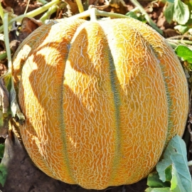 Melon seeds Ethiopian Ukraine heirloom Vegetable seeds