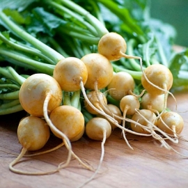 «Golden Ball» - Organic Turnip Seeds